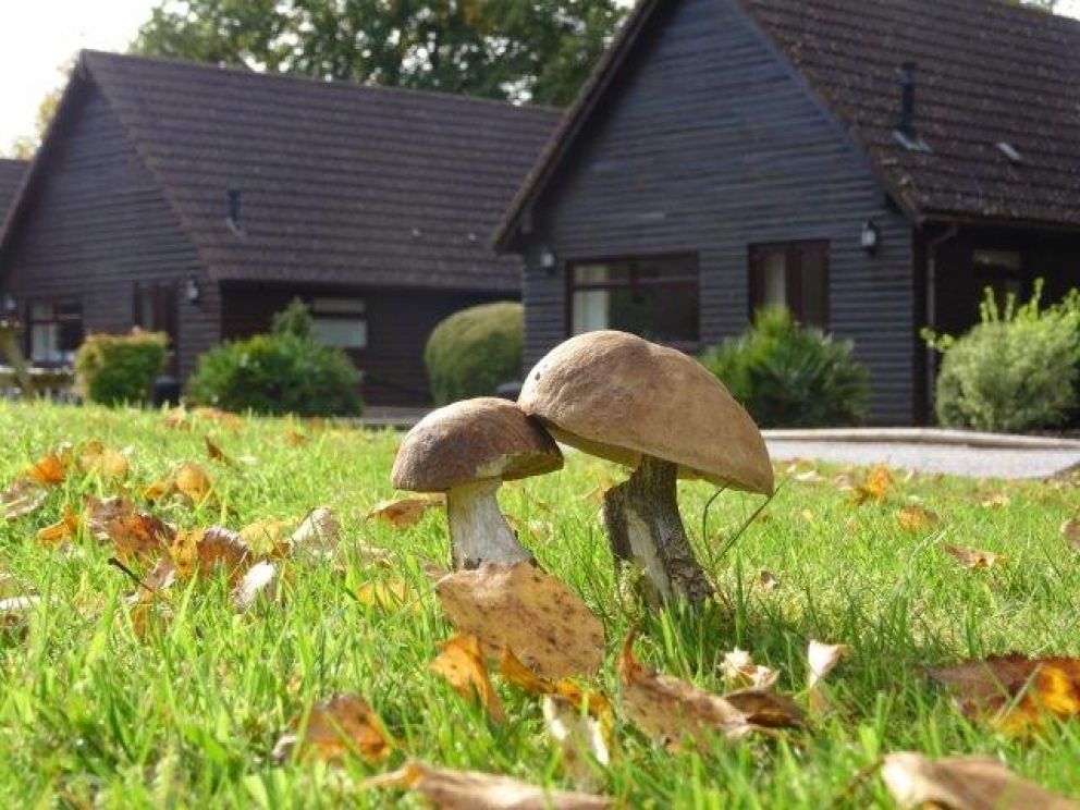 Autumn at Alpine Park Cottages