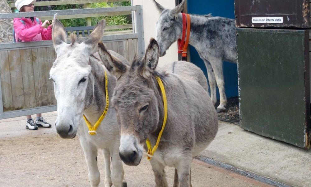 Donkey Sanctuary Sidmouth