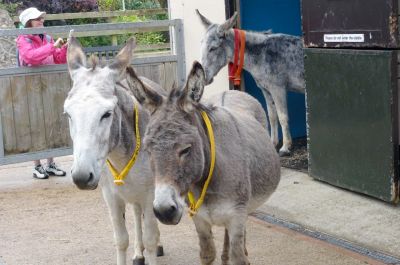 Donkey Sanctuary Sidmouth