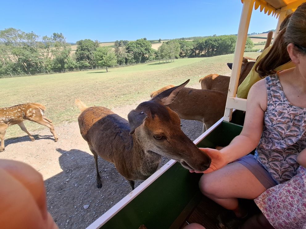Feeding the deer