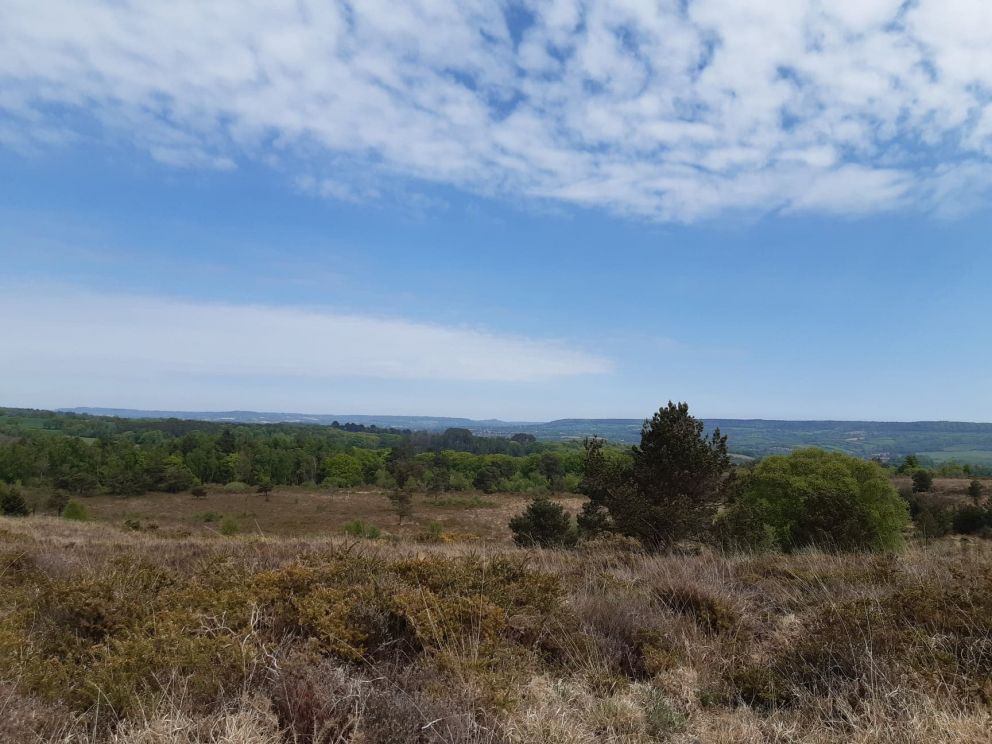 Aylesbeare Common near Alpine Park Cottages