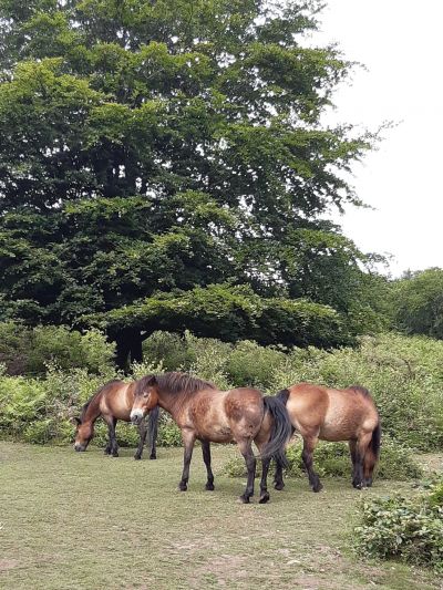 Ponies on Aylesbeare Common